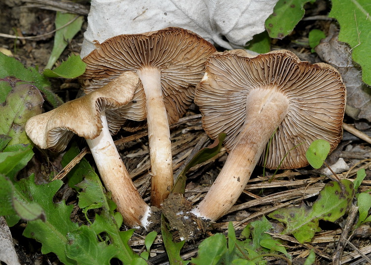 Inocybe sp.